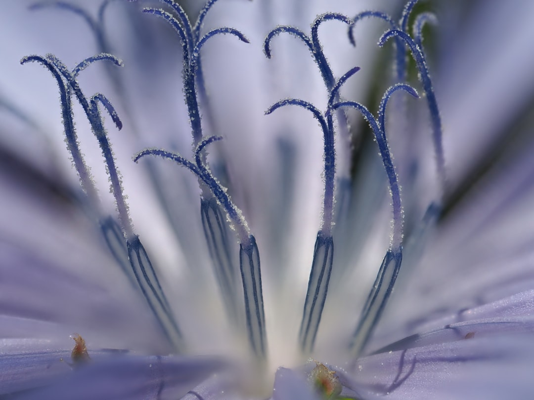 entdecken sie chicorée: eine vielseitige pflanze mit gesundheitsfördernden eigenschaften, ideal für salate, kaffeeersatz und mehr.