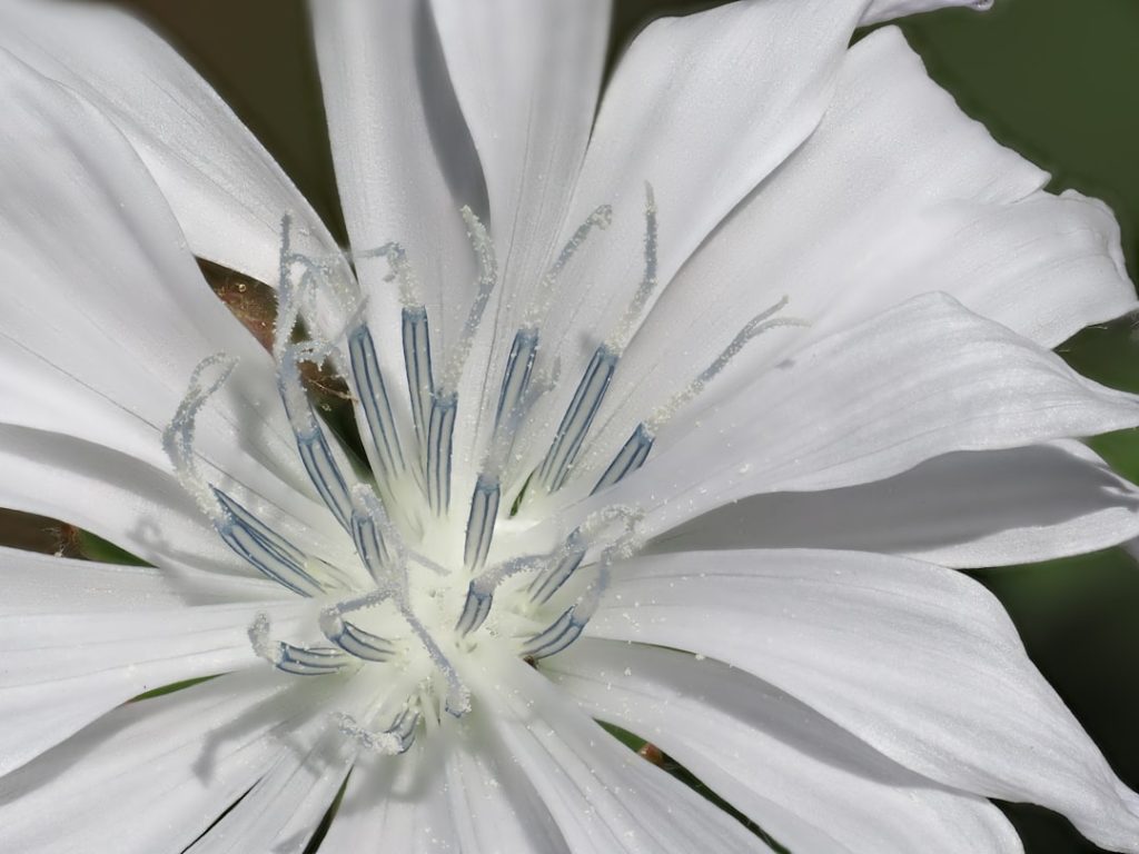 entdecken sie chicorée, ein vielseitiges gemüse mit einem leicht bitteren geschmack, ideal für salate, gemüsegerichte und gesunde ernährung.