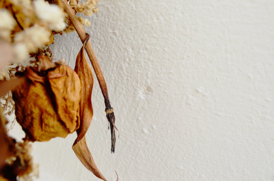 entdecken sie die schönheit der christrose, eine winterblühende pflanze, die your garten in der kalten jahreszeit mit ihren zarten weißen oder rosa blüten erhellt.