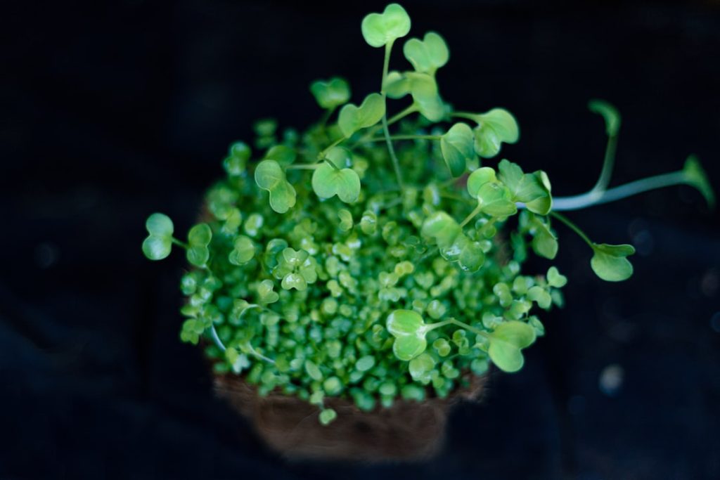 entdecken sie, wie sie microgreens einfach und effektiv zu hause anbauen können. tipps und techniken für gesunde, nährstoffreiche jungpflanzen.