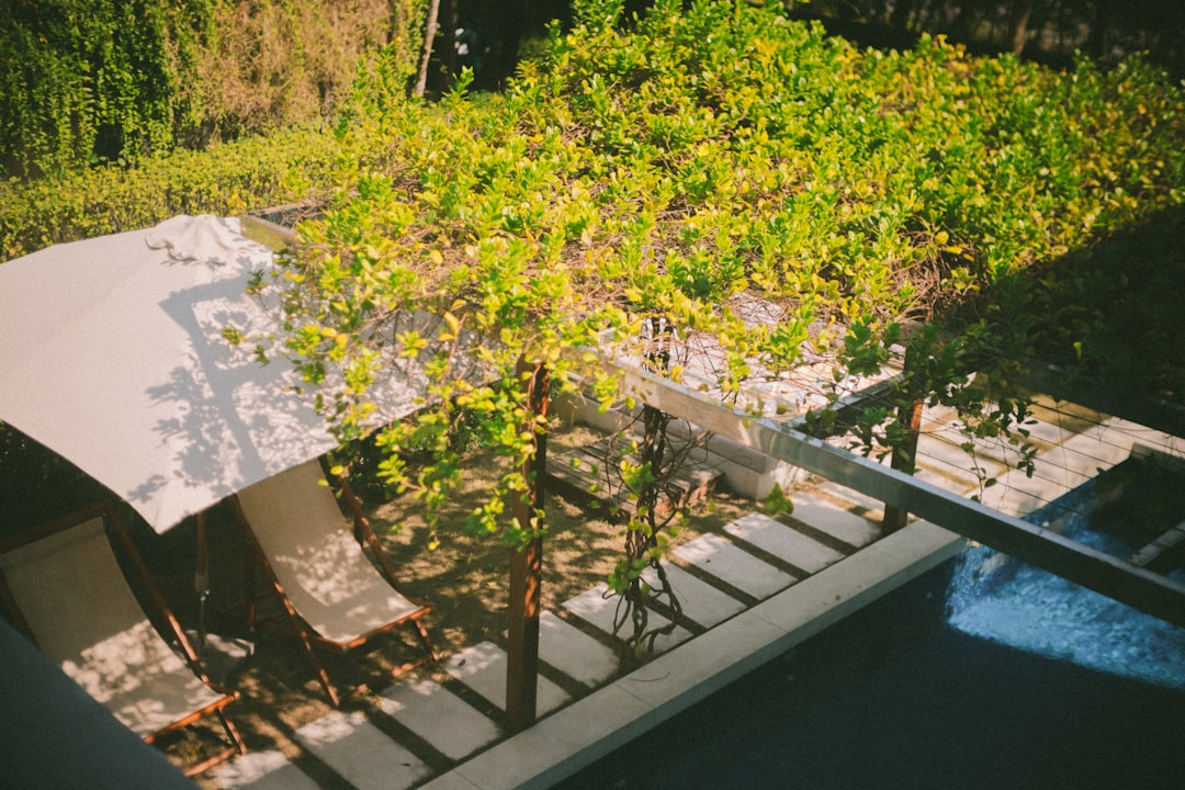 erfahren sie, wie man hortensien richtig zurückschneidet, um gesundes wachstum und schöne blüten zu fördern.